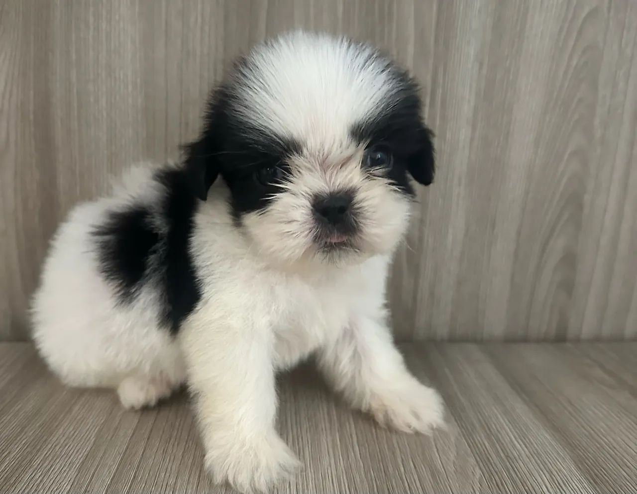 Shihtzu  - Foto 4