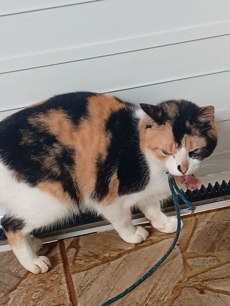 Gata para doação 