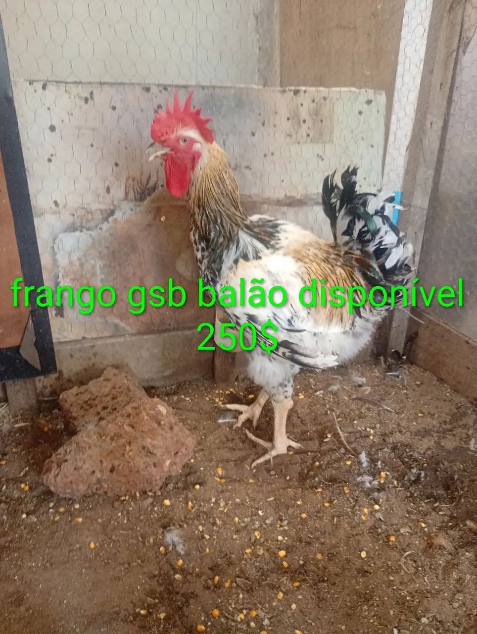 Frango gsb balão disponível  - Foto 5