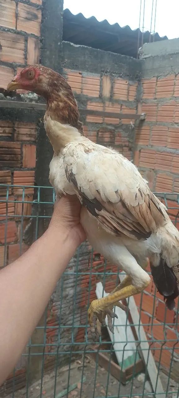 Franga carioca - Foto 2