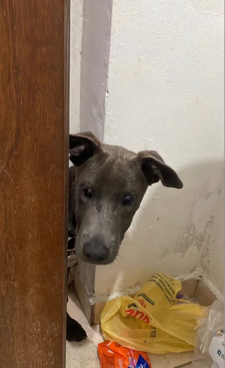 Doação de cachorro - Foto 3