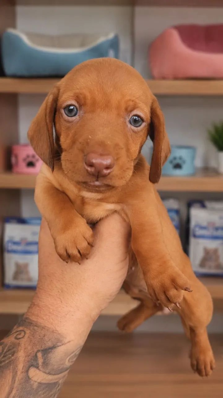 Chegou a hora de ter um novo companheiro fiel! basset daschund salsicha  - Foto 5