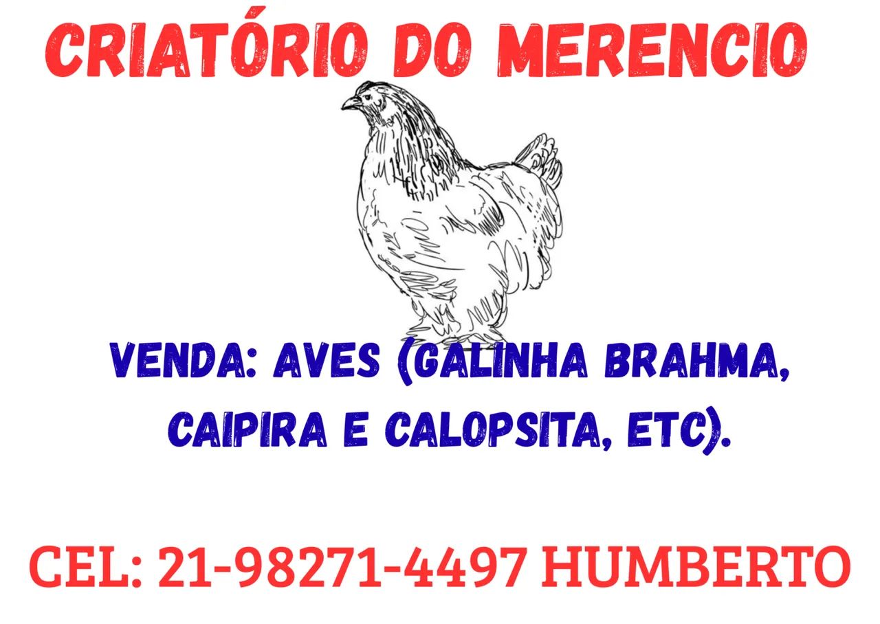 Galinhas à venda - Foto 3