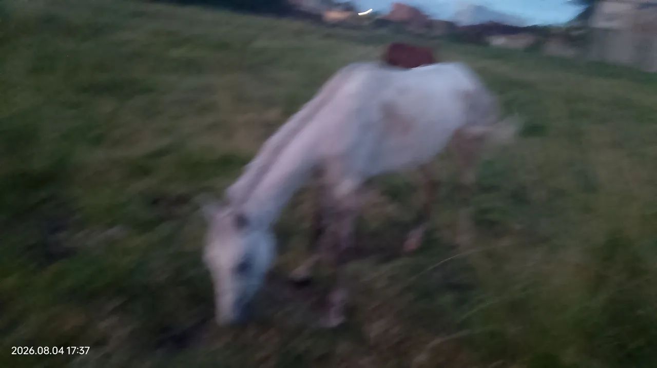 Égua lingeiro  - Foto 2