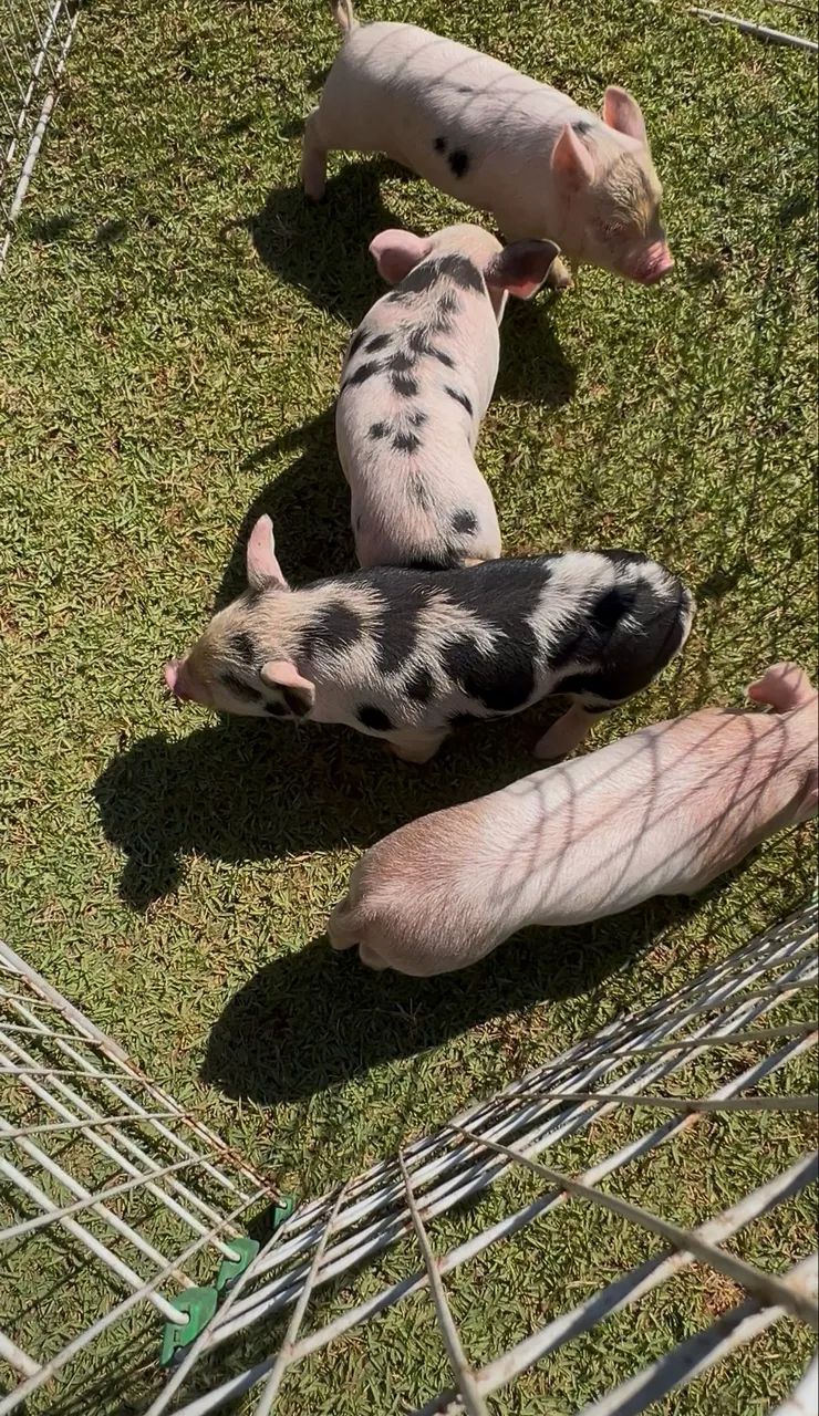 Mini porco  - Foto 3