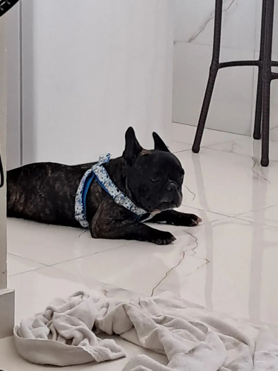Buldogue  - Foto 3