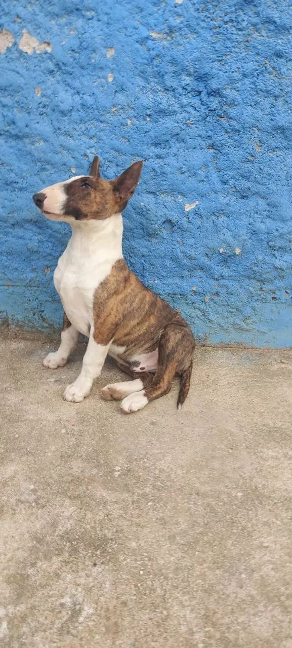 Bull Terrier  - Foto 3