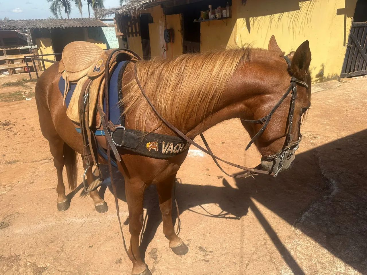 Cavalo  - Foto 3