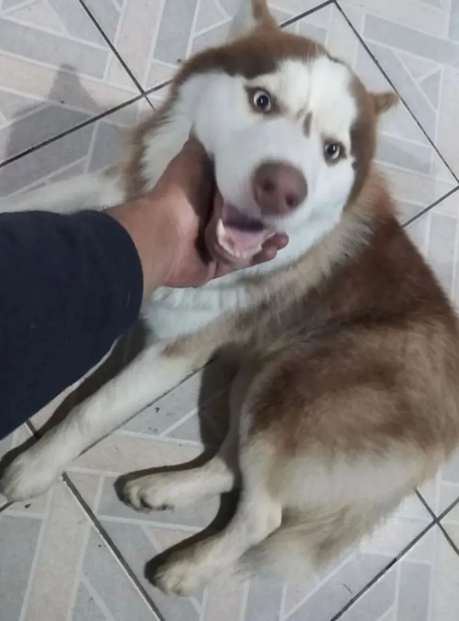 Cachorro Husky siberiano  - Foto 3