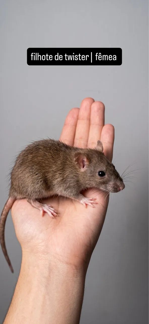 Rato twister | @tocadosfavoritos - Foto 4