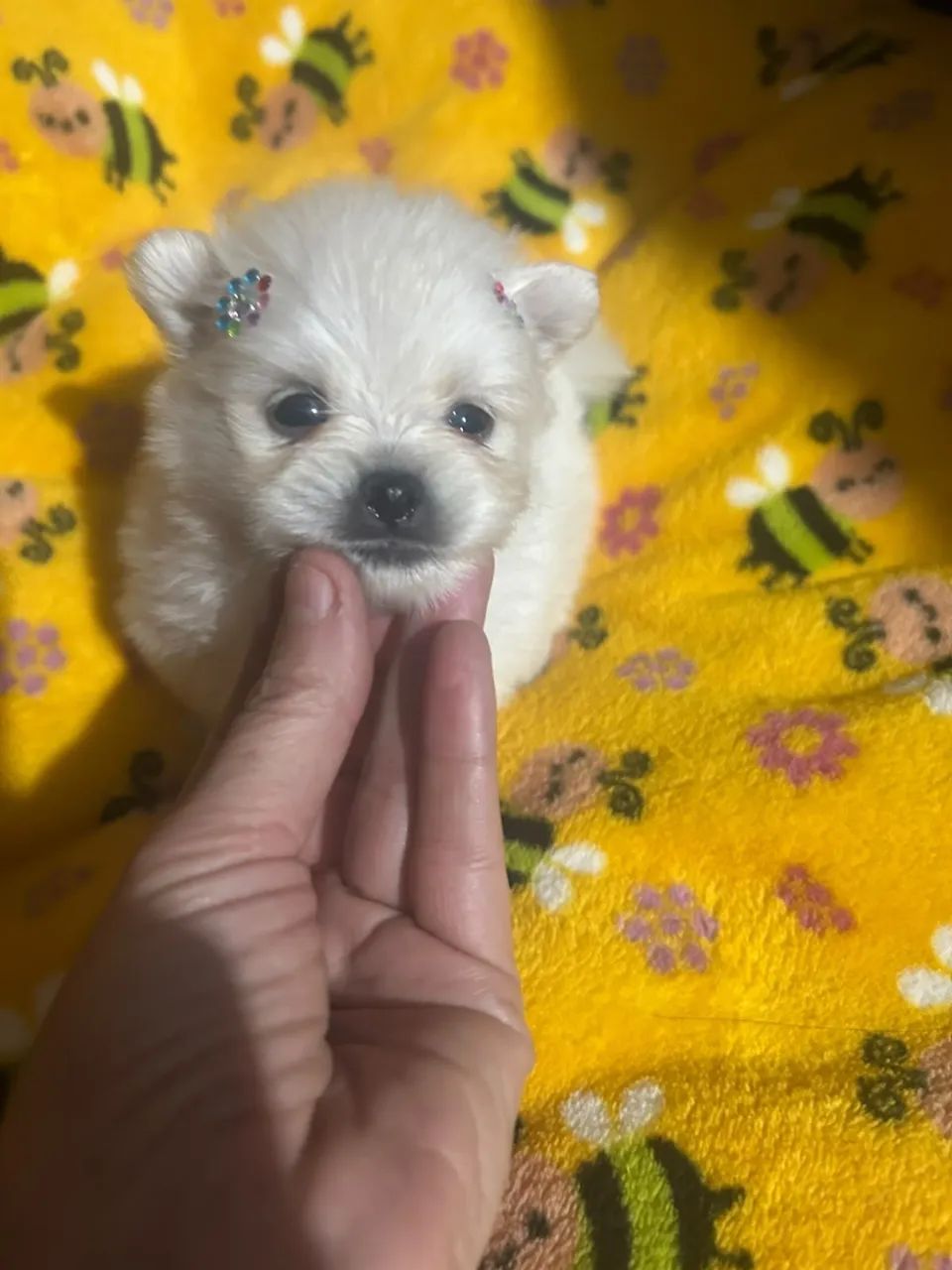 Spitz alemão | Macho - Foto 2