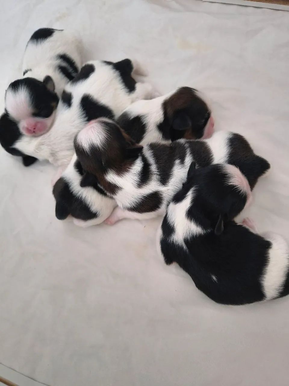 Filhotes de Shih Tzu Micro legítimos