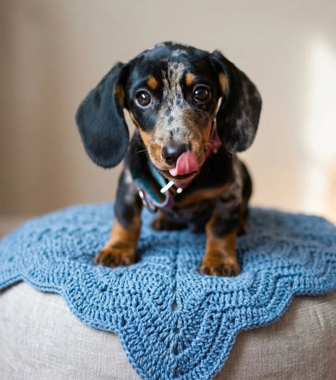 Dachshund Teckel Basset arlequim pelo curto fêmea  - Foto 2