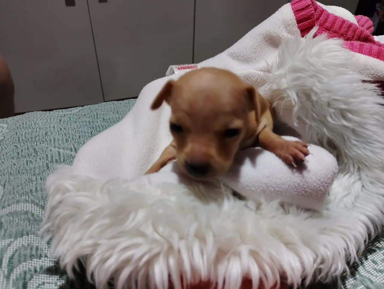 Pinscher  - Foto 3