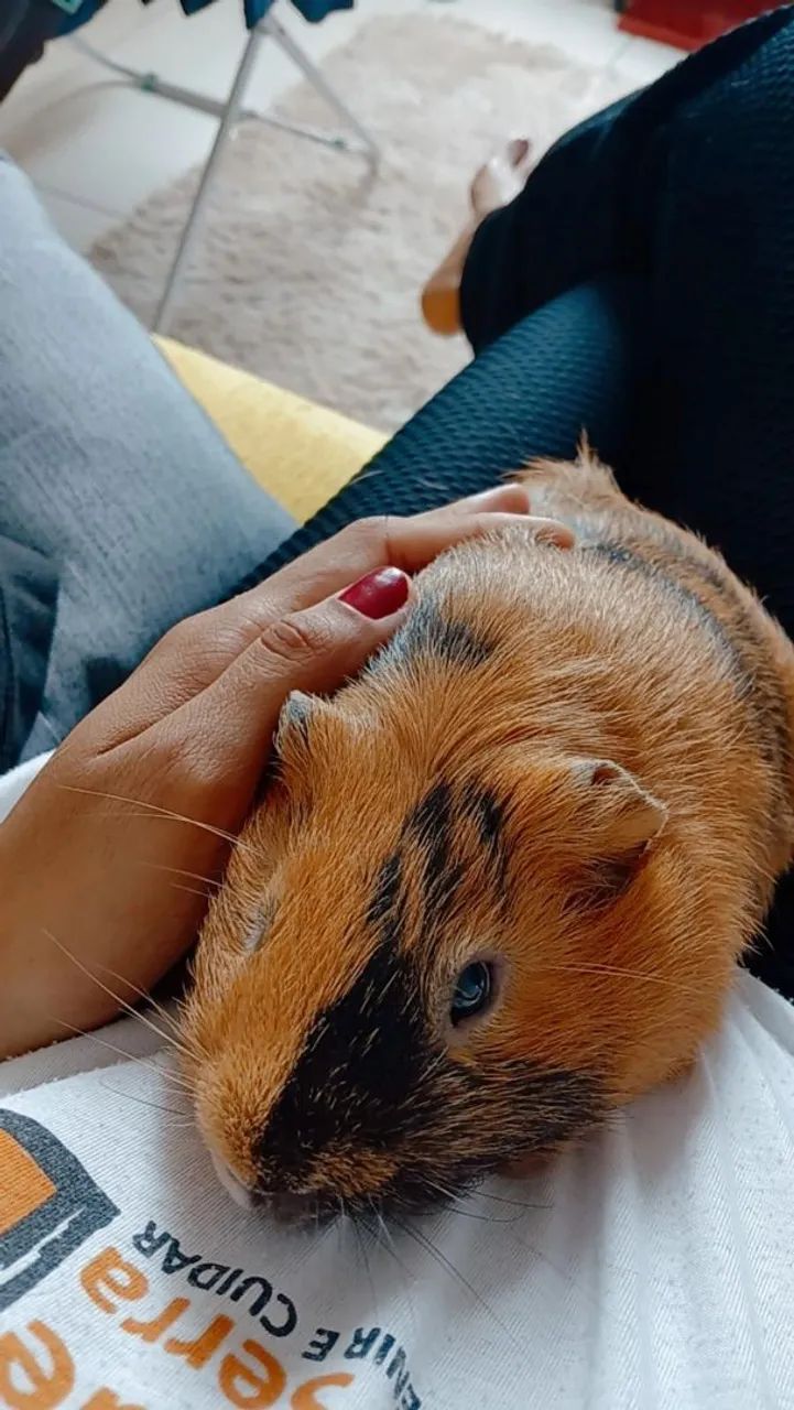 Porquinho da Índia para doação - Foto 2