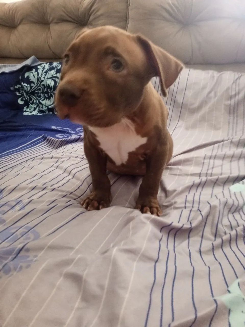 Vende-se filhote de Pitbull Monstro  - Foto 5