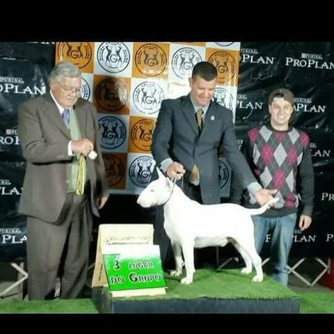 Bull Terrier [kennel Mafia do Bull - Foto 2