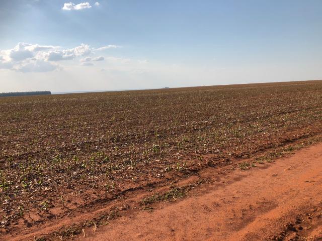 175 hectares,Sapezal,100% lavoura, soja e algodão