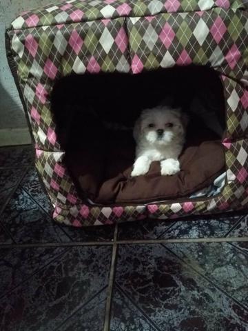 Toquinha Pet (vira Caminha) R$ 80,00 - Foto 3