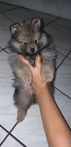 Spitz alemão com pedigree*Mini*