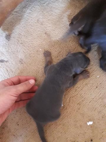 Filhotes doberman - Foto 3