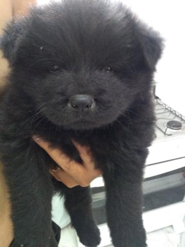 Chow-Chow - Foto 6
