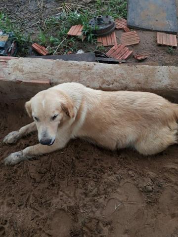 Cachorra Golden