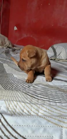 Sharpei fêmea - Foto 3
