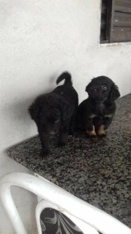 Filhote cachorro poodle + chow chow - Foto 2