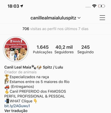 Venda Permanente de Spitz Alemão / Lulu da Pomerânia