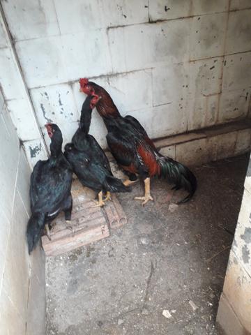 Galos Shamo - Foto 2