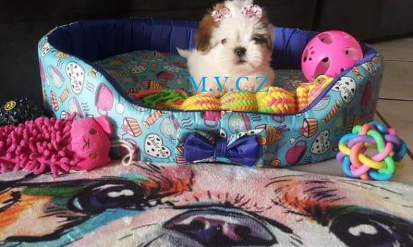 Shih Tzu Mini Filhote com Pedigre e Garantia de Saúde - Foto 4