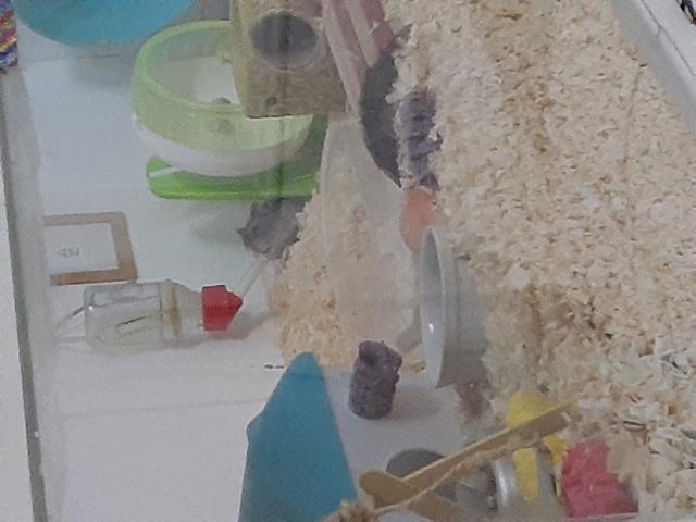 Hamster russo anão machos com aquario lindo - Foto 2