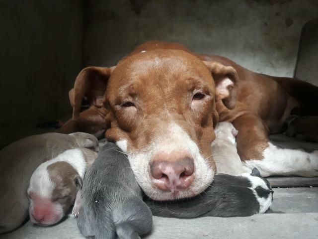 Filhote Pit Bull disponível pra reserva