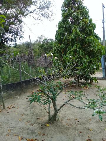 Pequeno sítio de 720 m2, todo plantado em Itambi - Foto 11