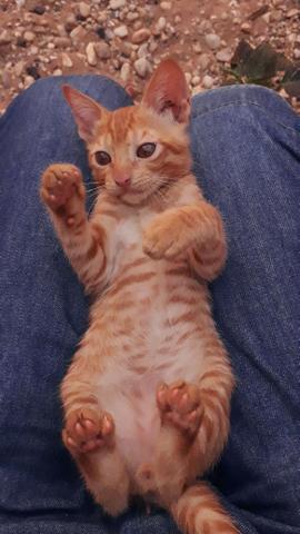 Adotar gatinhos
