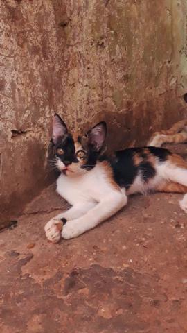 Adotar gatinhos - Foto 3