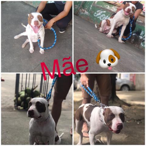 Vendo Pitbul bruto dms