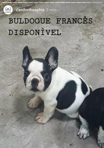 Buldogue Francês