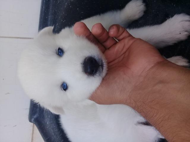 Filhotes de husky, pais com pedegree.vacinado e vermifugados - Foto 3