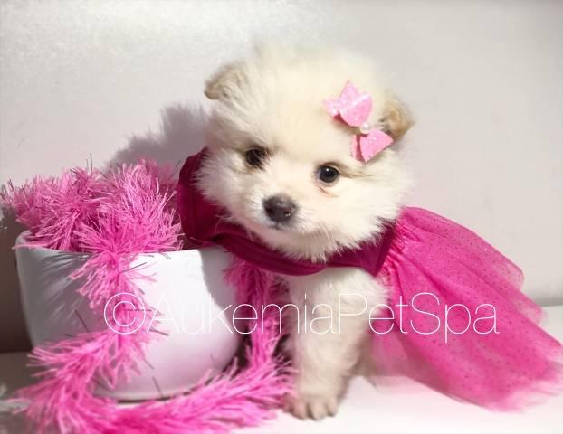 Princesa gaúcha Spitz fêmea branco perola melhor loja do Brasil