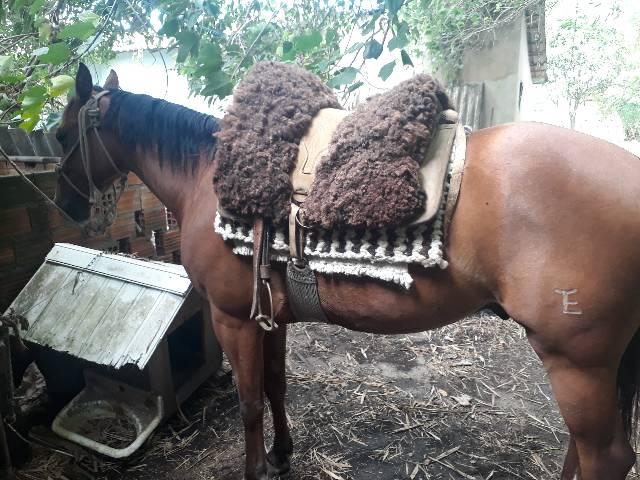 Cavalo quarto de milha PO com documentos