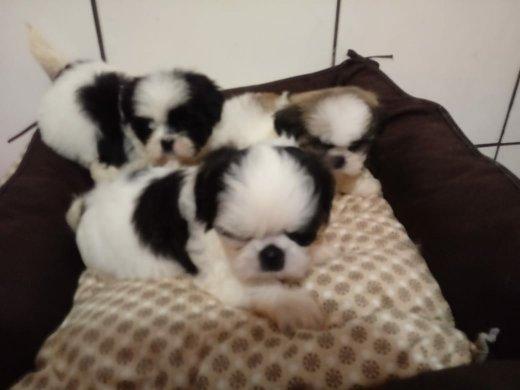 Lhasa apso, pequenos filhotes
