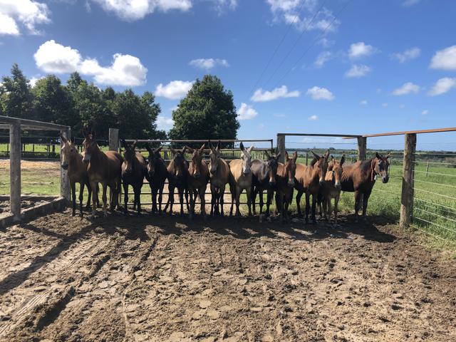 Mulas e burros - Foto 2