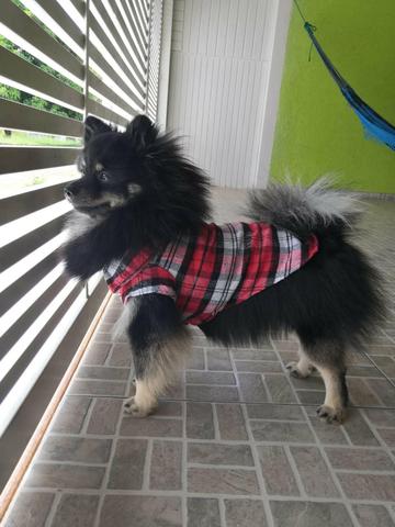 Spitz alemão procura namorada