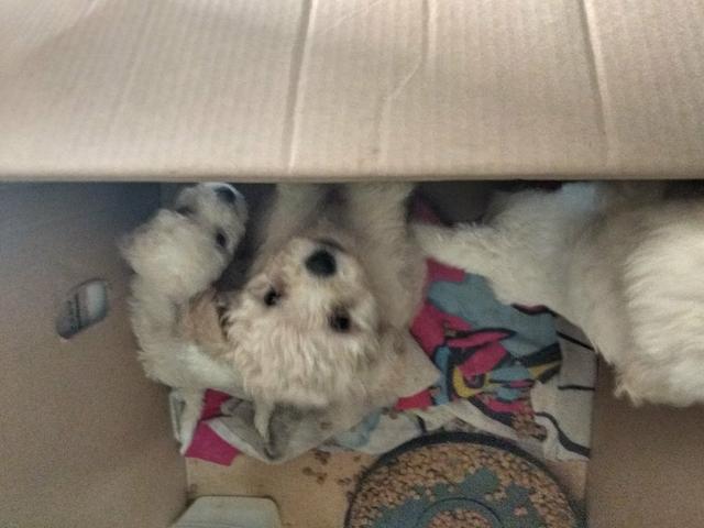 Vendo filhotes de poodle