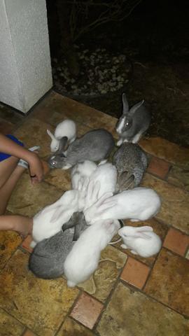 Vendo - Foto 2