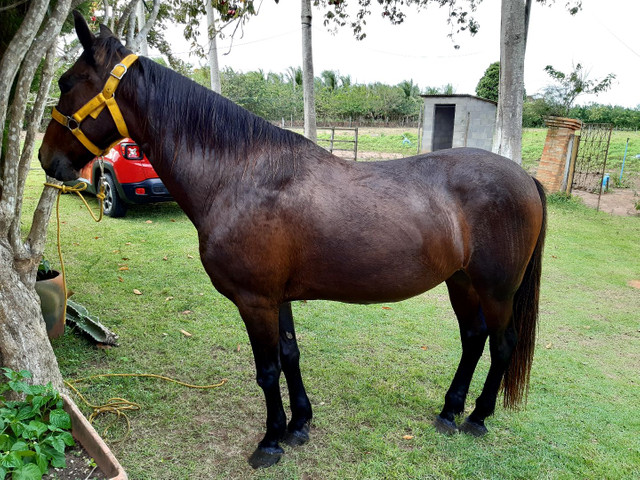 Cavalo Meio Sangue - Foto 6
