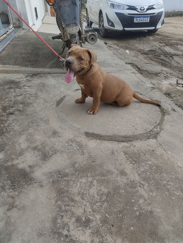 Último filhote de Bully macho desponivel 