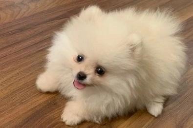 Lulu da Pomerânia Spitz Alemão 